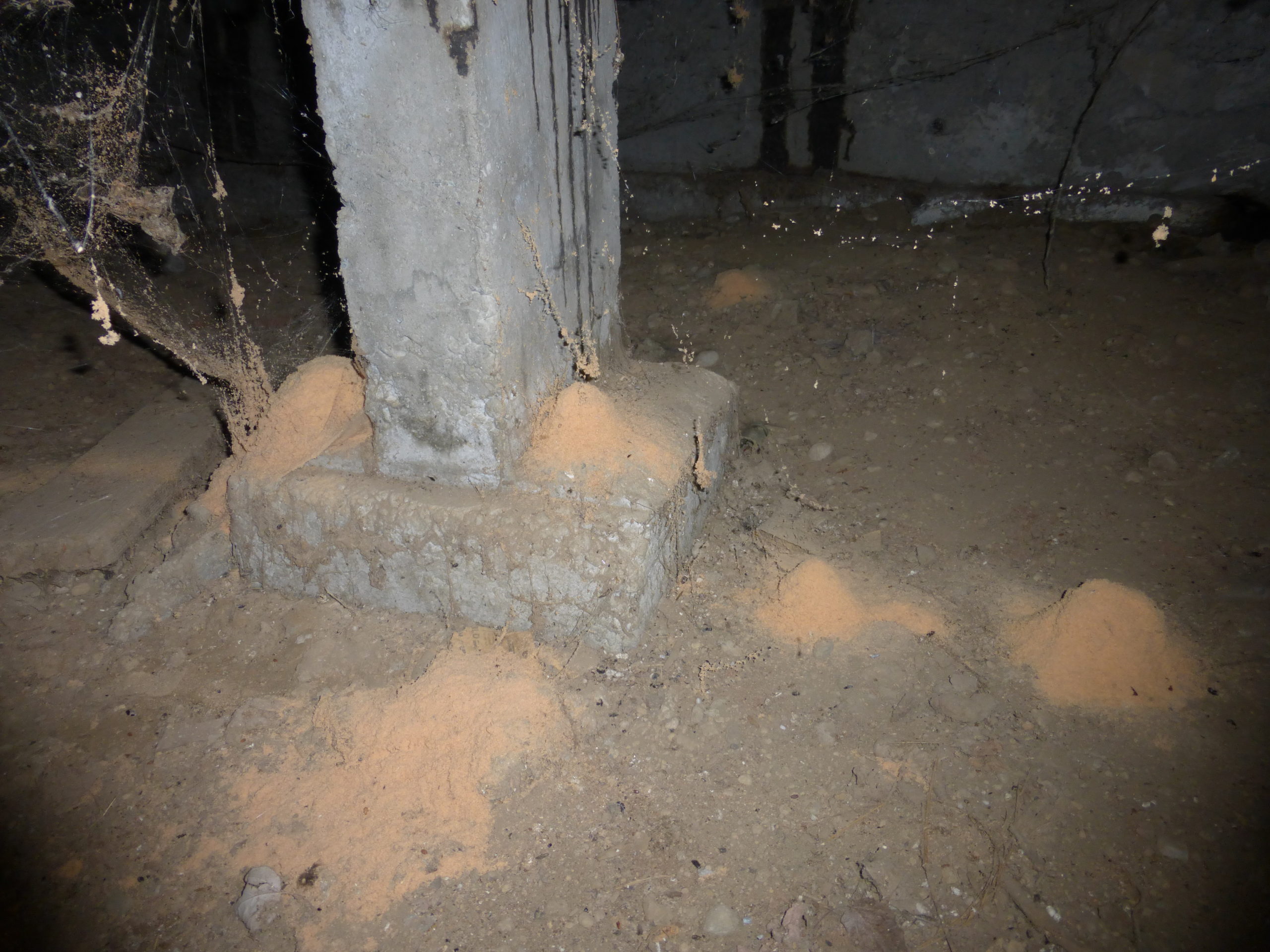 Anobiid Beetles Found During A Home Inspection