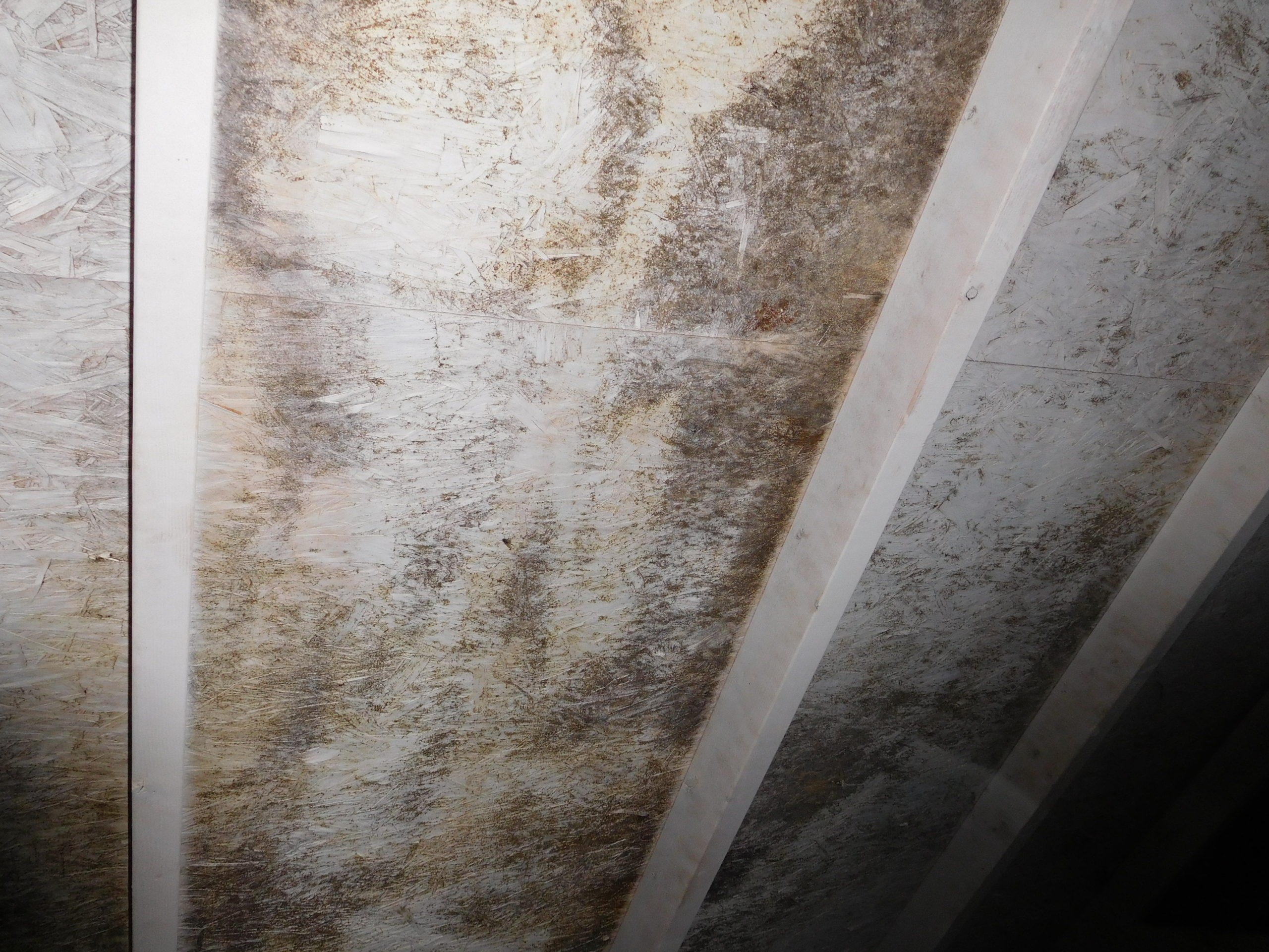 I’ve Got Mold In My Attic!