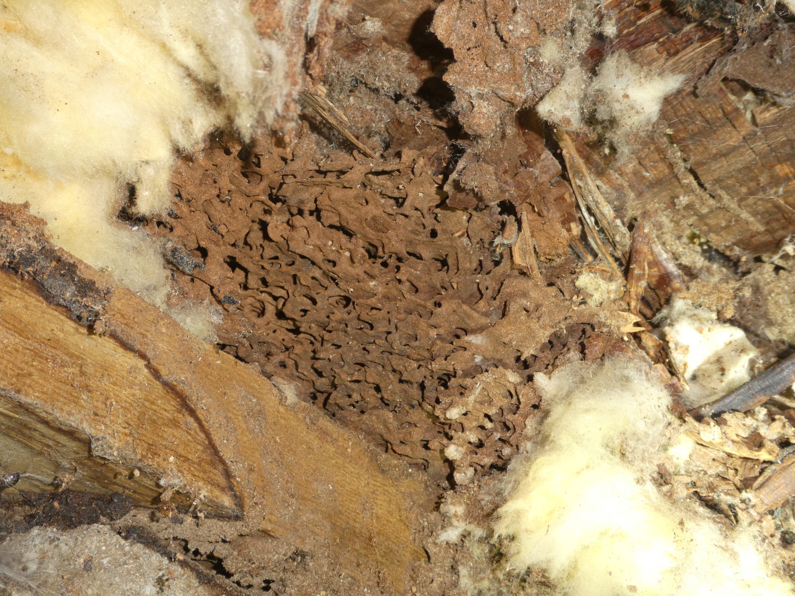 I’ve got moisture ants in my house?